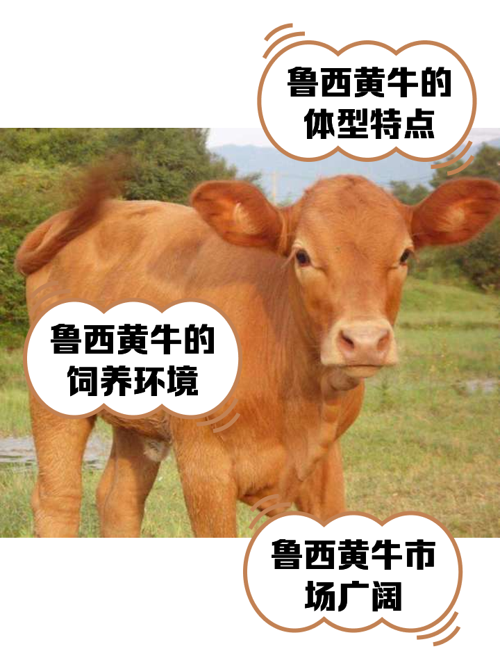 弥勒最新医保取现黄牛方法分析(最方便真实的弥勒医保取现黄牛怎么取方法)